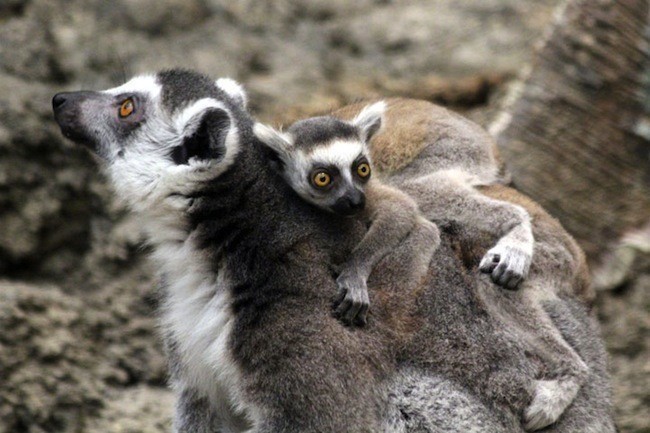 L Animal Le Plus Mignon Au Monde Les animaux les plus mignons du monde
