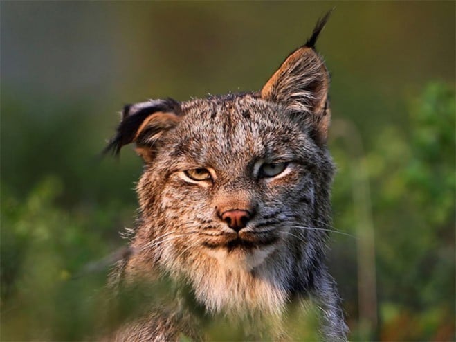 quels animaux ont une gueule