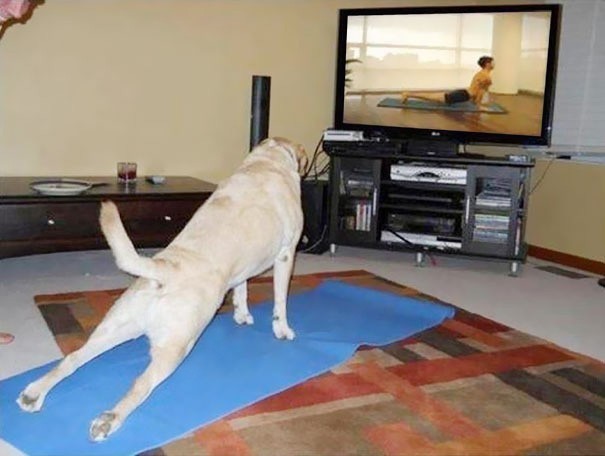 03animaux-yoga-76543.jpg