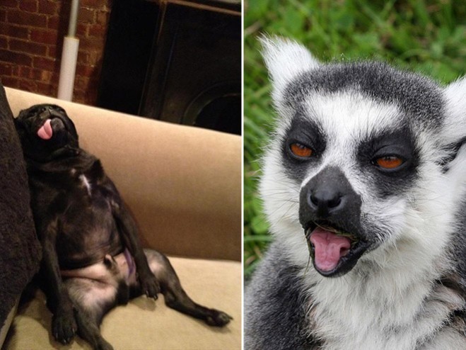 quels animaux ont une gueule