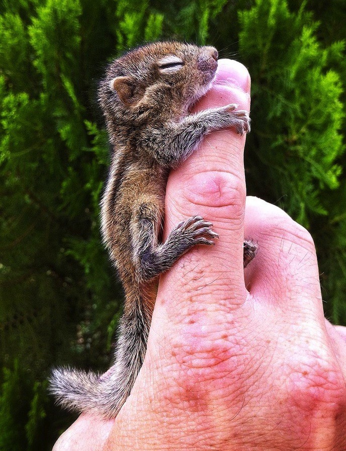 Un homme recueille un bébé écureuil