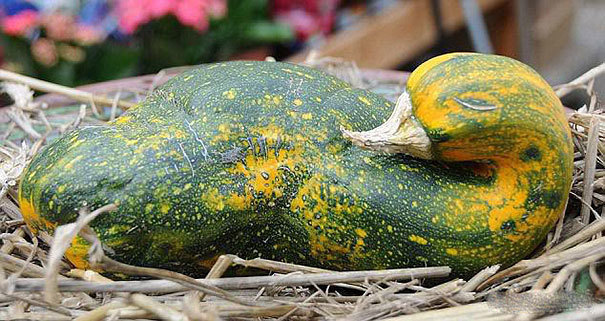 http://www.demotivateur.fr/images-buzz/10fruits-legumes-bizarre.jpg