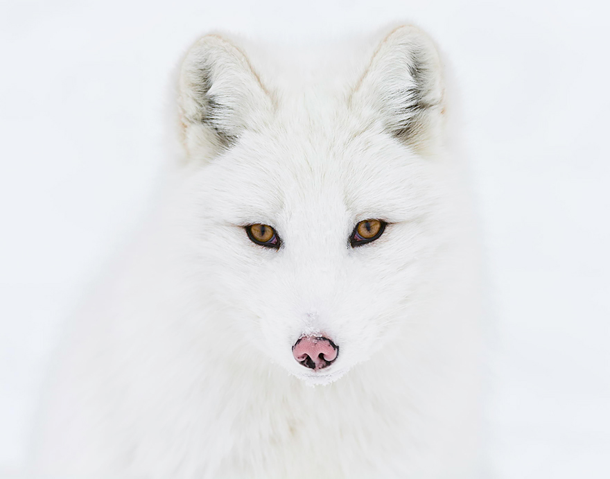 fox-species-photography-1-1.jpg