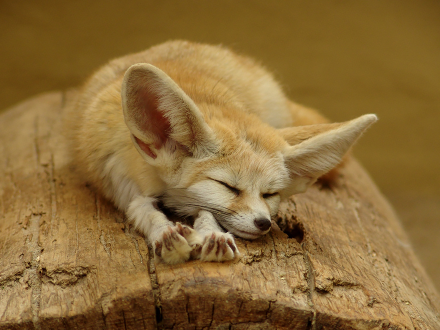fox-species-photography-2-3.jpg