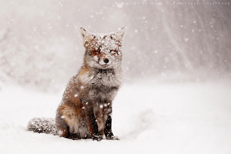 fox-species-photography-3-1.jpg