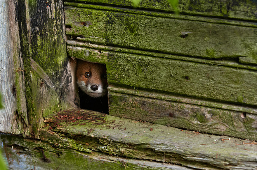 fox-species-photography-3-2.jpg