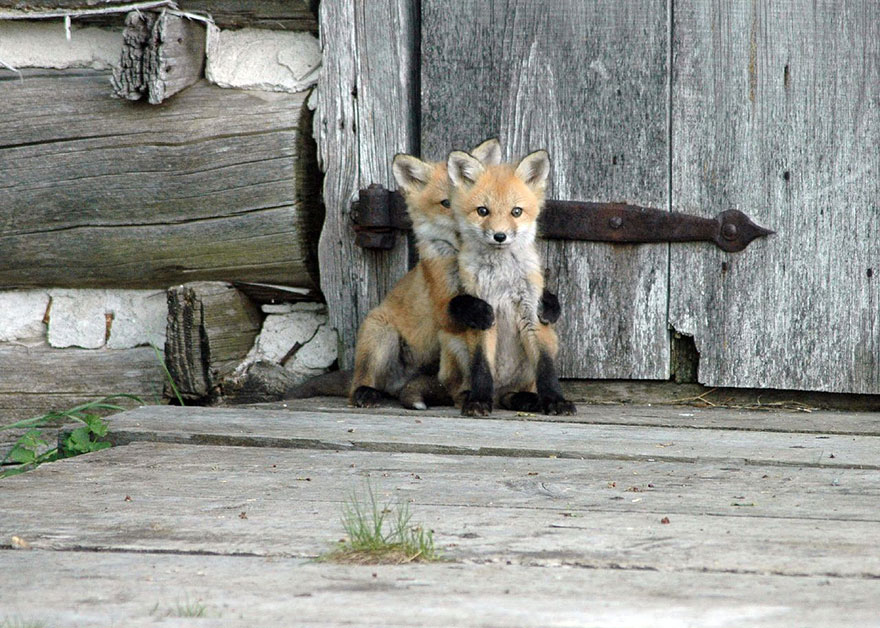 fox-species-photography-3-3.jpg