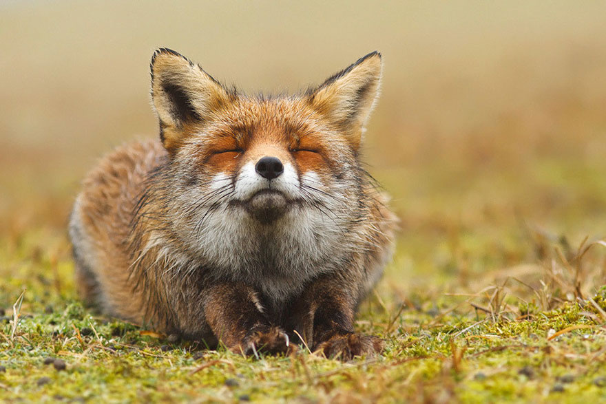 fox-species-photography-3-5.jpg
