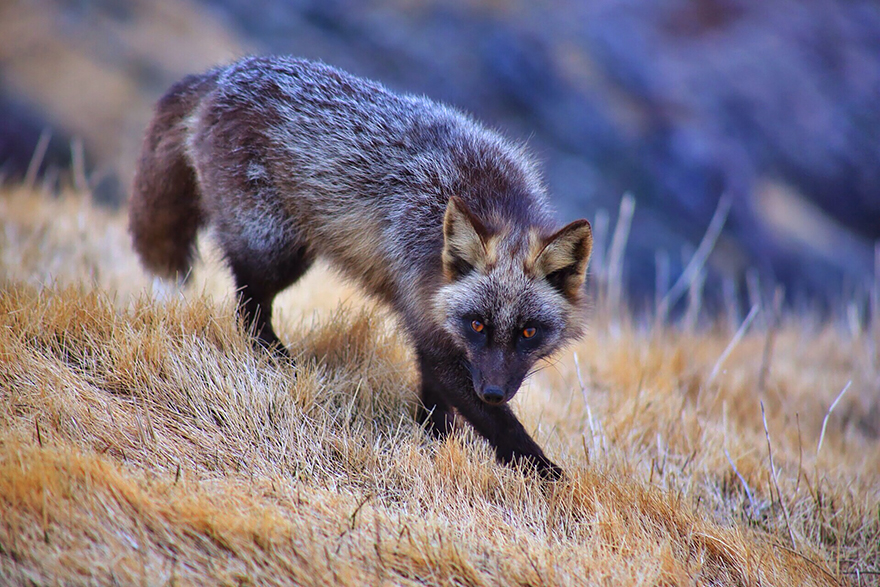 fox-species-photography-4-1.jpg