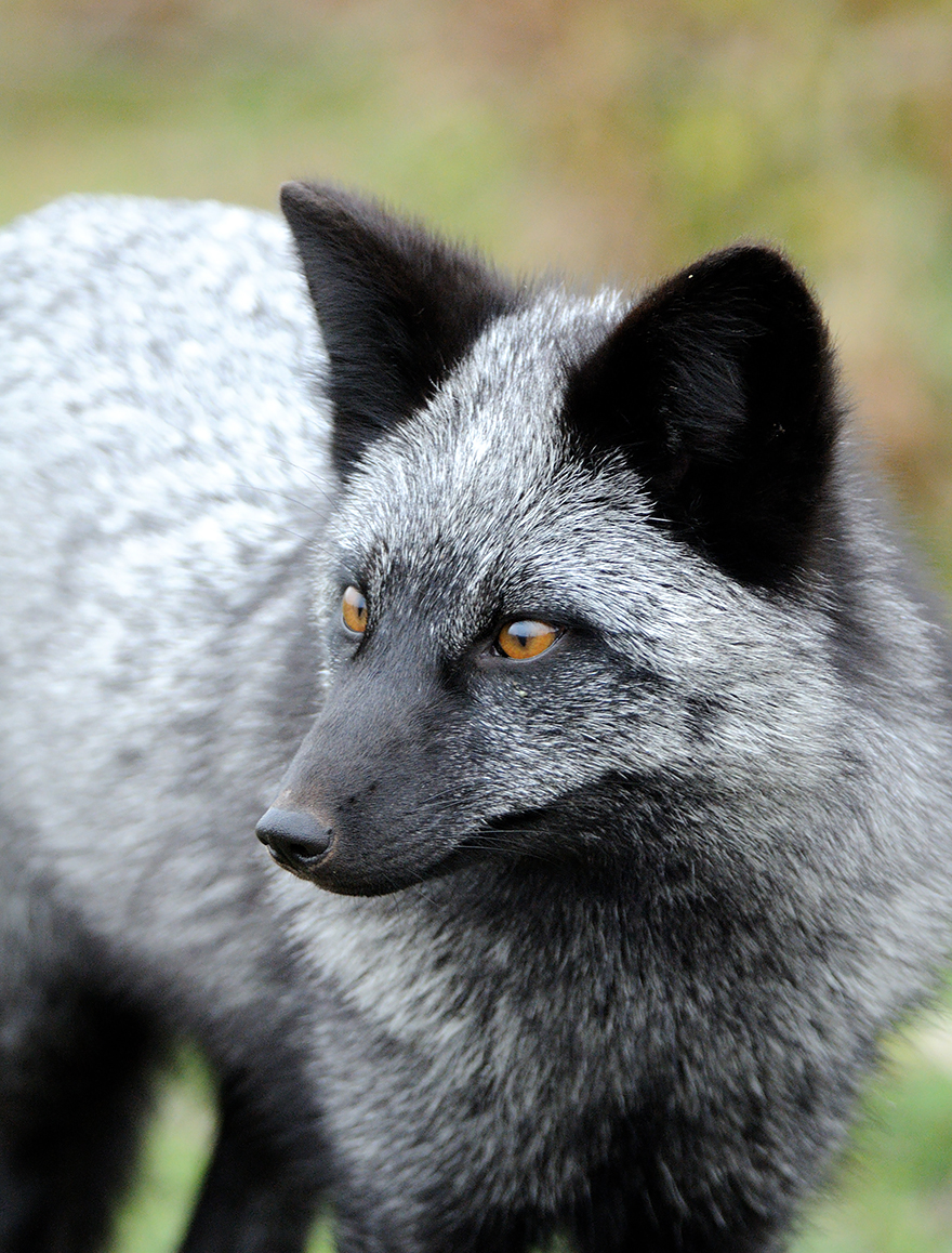 fox-species-photography-4-2.jpg
