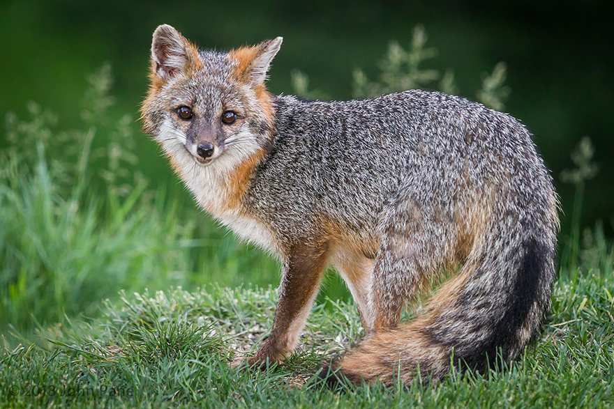 fox-species-photography-6-1.jpg