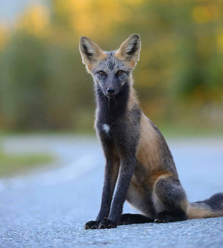fox-species-photography-7-1.jpg