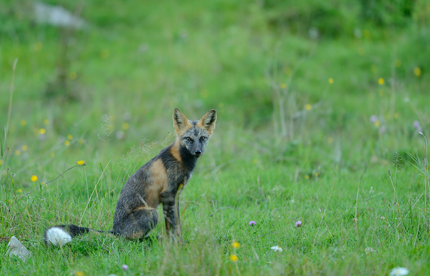 fox-species-photography-7-2.jpg