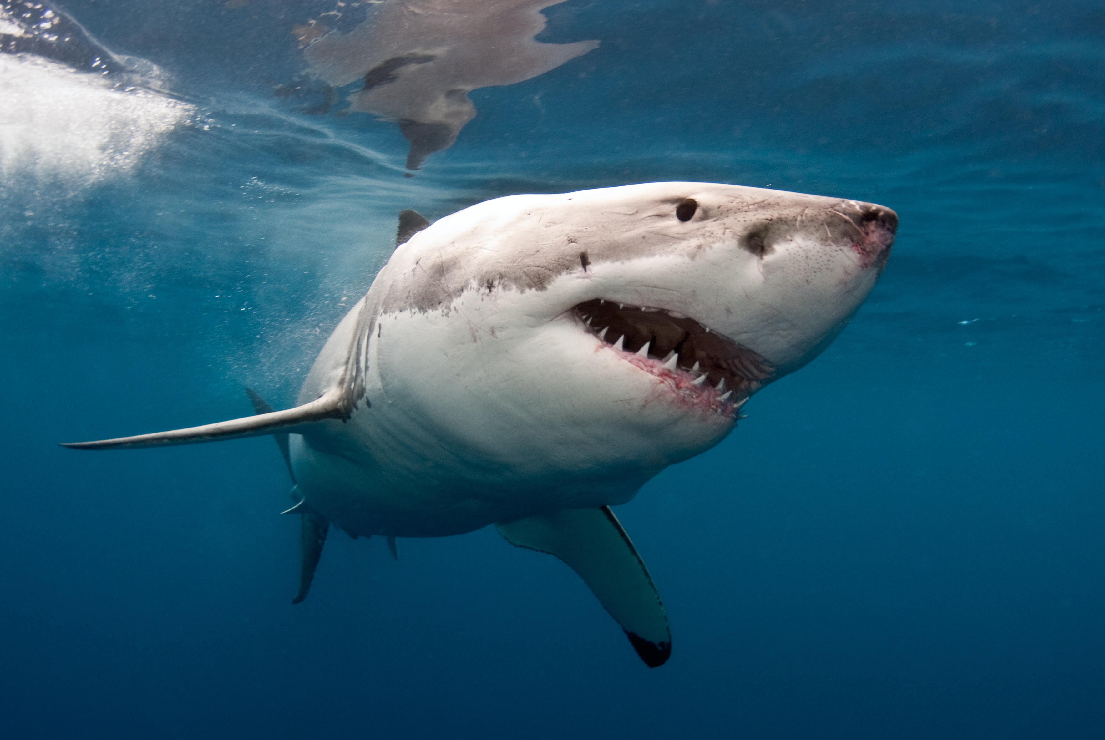 Great-White-Shark2.jpg