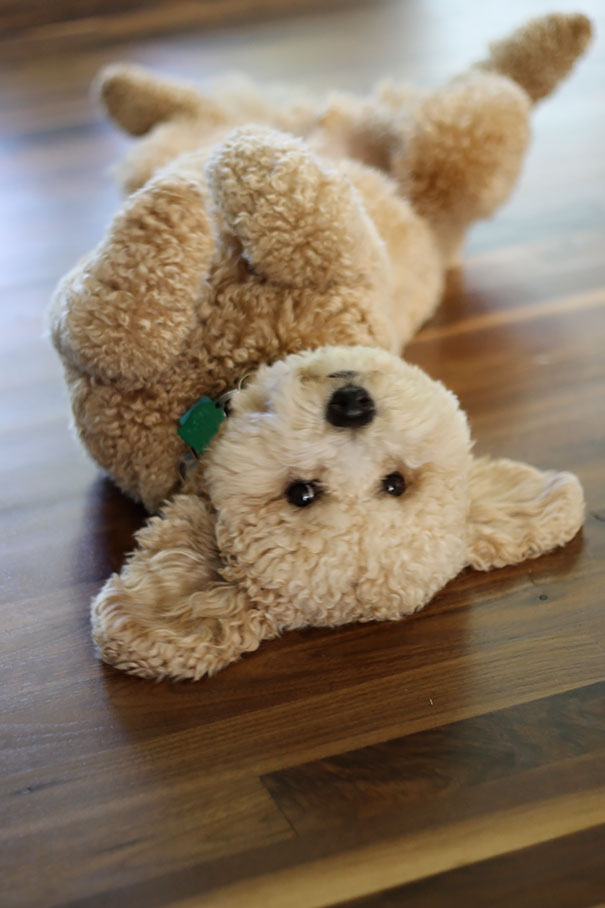 nounours chien