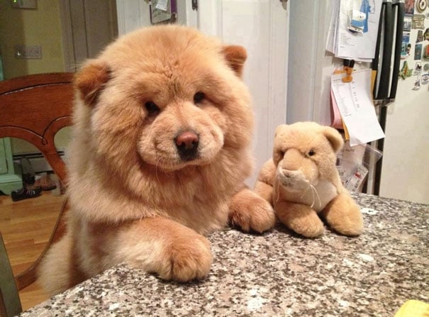 17 photos de chiens qui ressemblent à des ours en peluche ! Certains