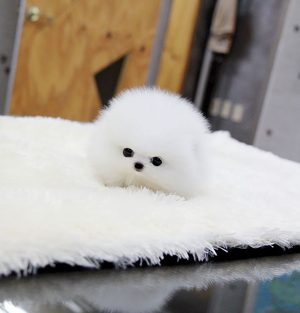 17 photos de chiens qui ressemblent à des ours en peluche ! Certains vont vous faire craquer. 17 photos de chiens qui ressemblent à des ours en peluche ! Certains vont vous faire craquer.