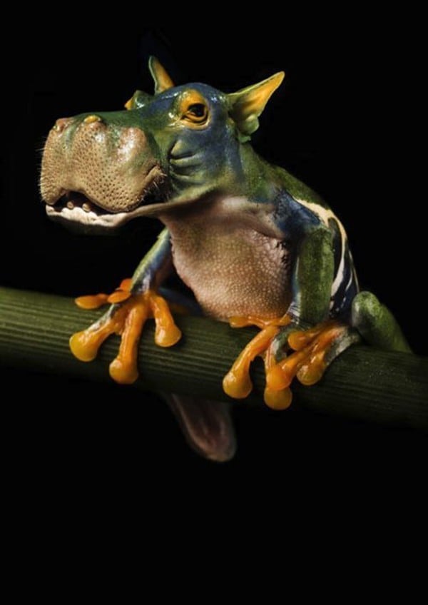 30 animaux hybrides qui vont vous surprendre à coup sûr