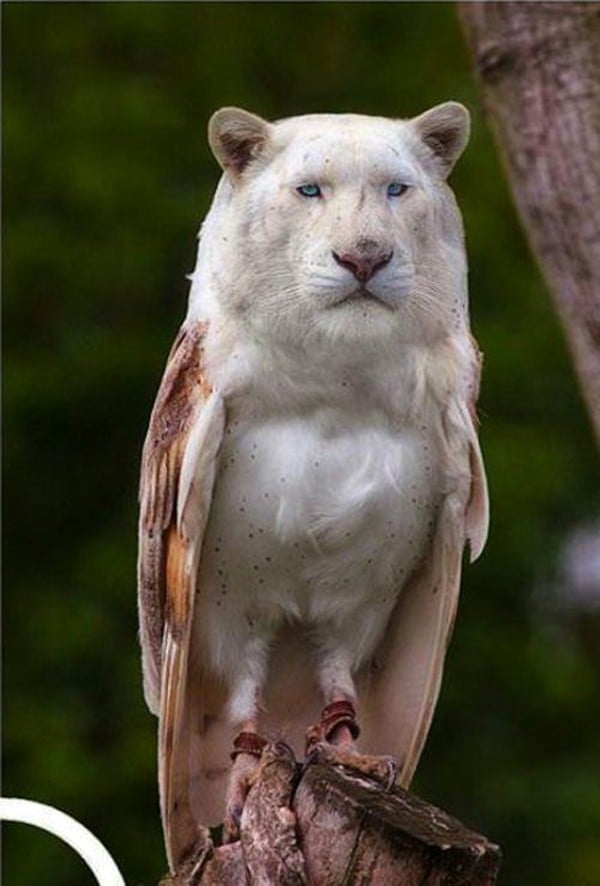 30 animaux hybrides qui vont vous surprendre à coup sûr