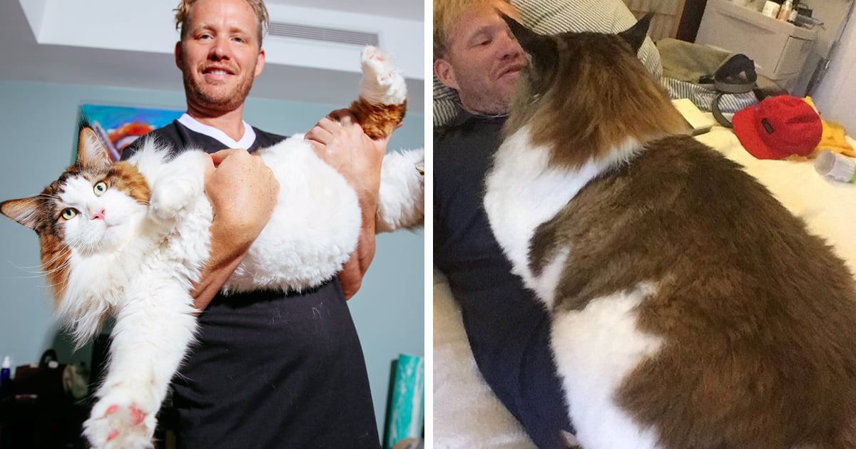 Faites connaissance avec Samson, le plus gros chat du monde (mais aussi le plus adorable)