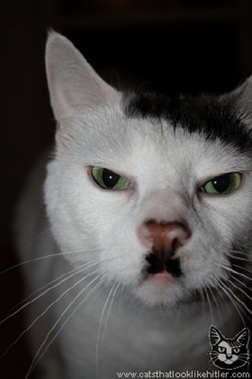 15 chats qui ressemblent étrangement à Hitler Les Kitlers.