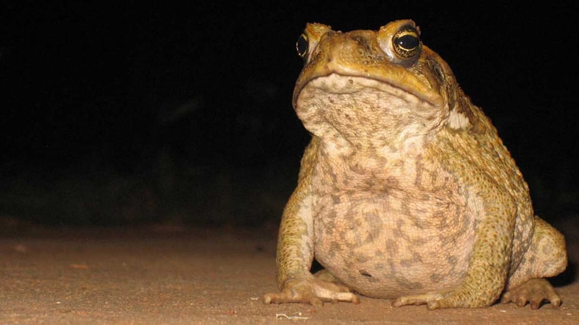 Un crapaud buffle adulte, espèce importée en Australie en 1935 pour protéger la canne à sucre