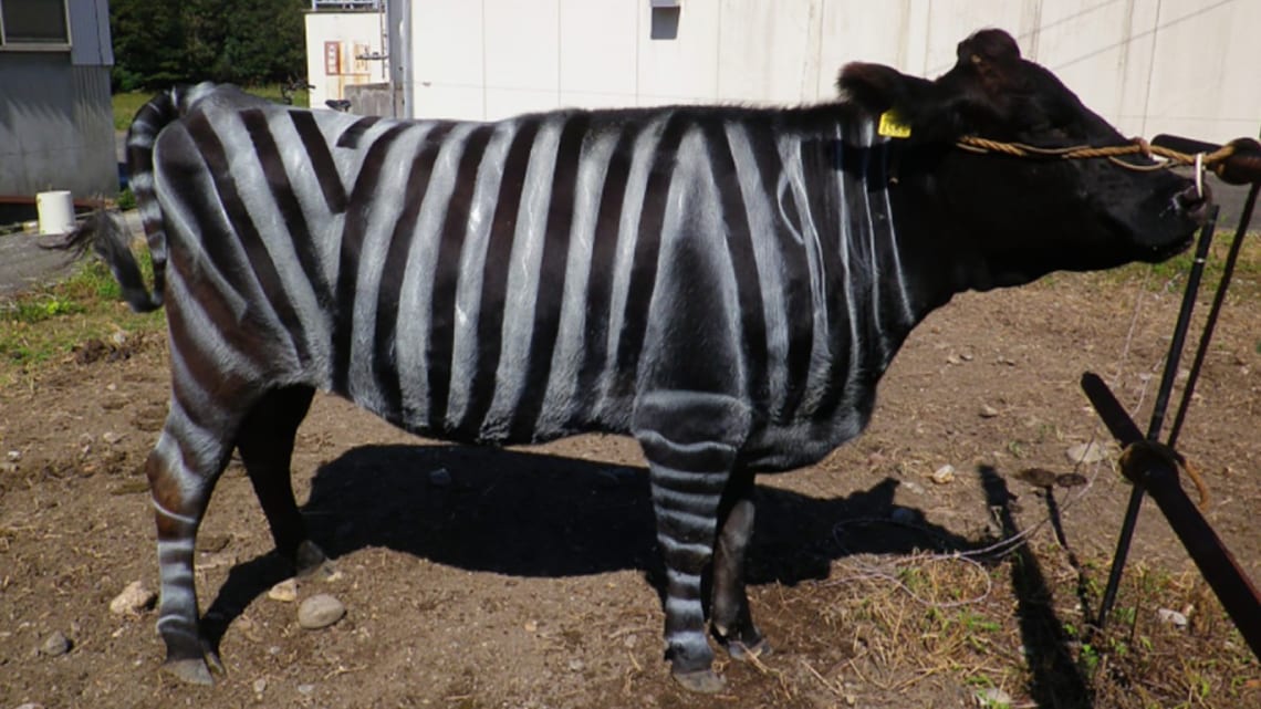 Une vache noire peinte avec des rayures blanches verticales, à la manière d'un zèbre