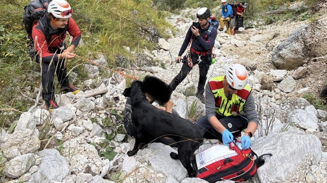 Le chien et les secours