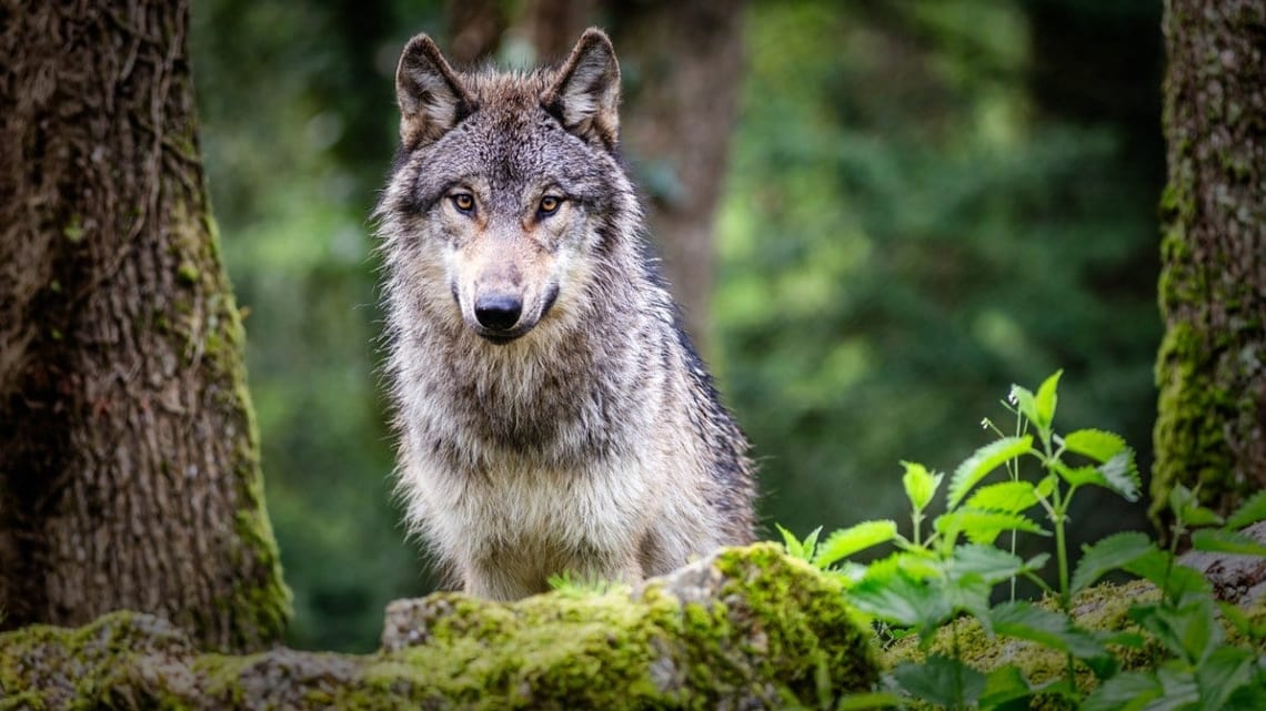 Un loup