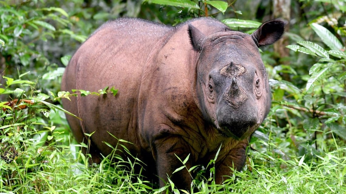 Un rhinocéros de Sumatra