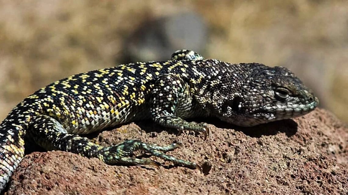 Une espèce de lézard découvert au Pérou