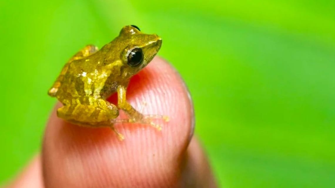 Une grenouille qui a laissé les scientifiques perplexes