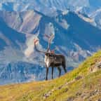 Forages pétroliers en Alaska : le Canada s'oppose au projet qui menace les caribous