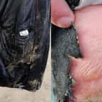 Il trouve un galet sur la plage et le met dans sa poche... le galet prend feu et le brûle sévèrement