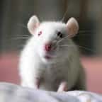 Il est convoqué au tribunal pour avoir mâché… une souris vivante lors d’une soirée étudiante
