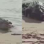 Elle parvient à pêcher un petit requin mais, avant même qu'elle ne puisse réagir, un crocodile débarque et dévore le poisson