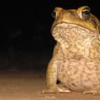 Un crapaud buffle adulte, espèce importée en Australie en 1935 pour protéger la canne à sucre