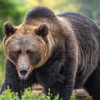 Un imposant ours brun dans la forêt 