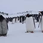 Un manchot très rare, au plumage entièrement noir, a été découvert en Antarctique