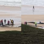 55 baleines et dauphins se sont échoués sur une plage en Écosse, la raison inquiète les spécialistes