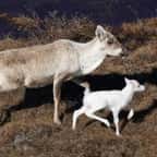 Un faon caribou albinos au pelage blanc sur la toundra de l'Alaska