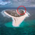 La population d'oiseaux marins a littéralement explosé sur l'île Tromelin depuis la disparition des rats.