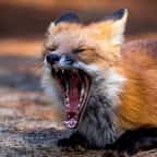 Un renard qui ouvre la gueule 