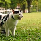 Chat handicapé : tout ce qu'il faut savoir pour l'accompagner