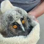 Des rugbymen arrêtent de jouer… pour sauver un hibou à deux doigts d'y passer 
