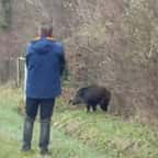 Chasseur visant un sanglier