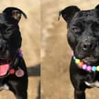 La réaction adorable de cette chienne en apprenant qu'elle est adoptée va vous faire fondre