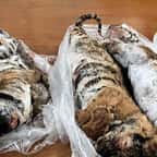 Au Vietnam, sept tigres ont été retrouvés congelés dans le coffre d'une voiture