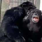 La vidéo touchante de cette chimpanzée découvrant le monde extérieur va vous émouvoir