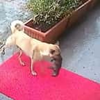 La chienne errante et son bébé 